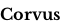 Corvus